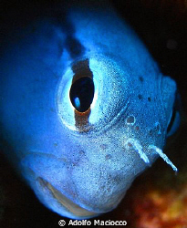 Blubelly Blenny Portrait

Sharm el Sheikh by Adolfo Maciocco 